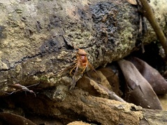 Volucella trifasciata