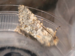 Polymixis flavicincta