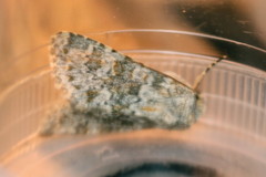 Polymixis flavicincta