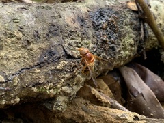 Volucella trifasciata