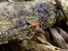 Volucella trifasciata