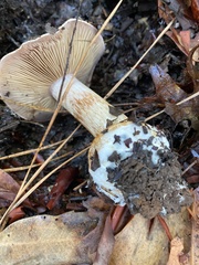 Cortinarius xanthodryophilus