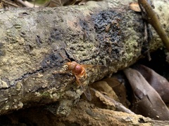 Volucella trifasciata