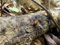 Volucella trifasciata