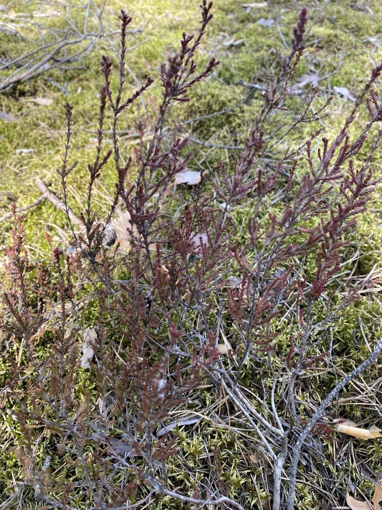 Heather shrub on moorland