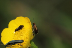 Micropterix