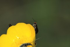 Micropterix