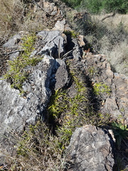 Xerophyta adendorffii