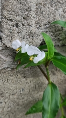 Commelina erecta erecta
