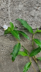 Commelina erecta erecta