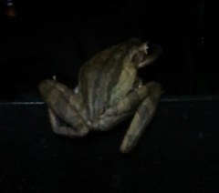 Polypedates leucomystax