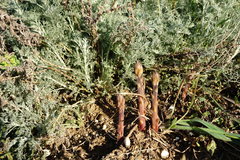 Orobanche cumana