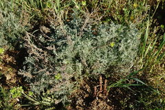 Orobanche cumana