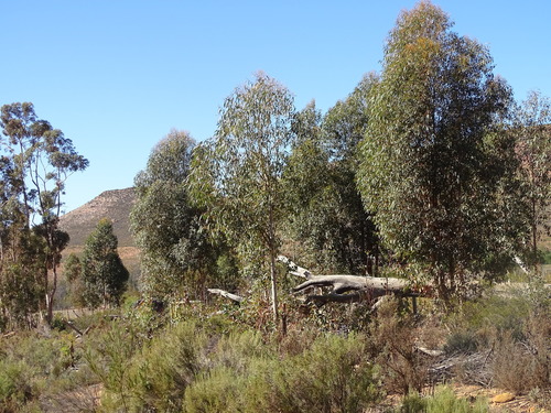 Eucalyptus cladocalyx