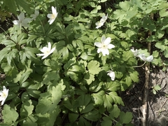 Anemonoides nemorosa