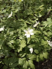 Anemonoides nemorosa