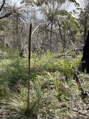 Xanthorrhoea concava