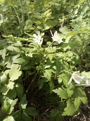 Anemonoides nemorosa