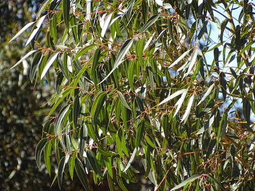 Eucalyptus cladocalyx