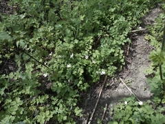 Anemonoides nemorosa