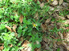 Tridax procumbens