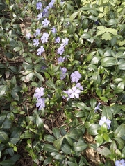 Vinca minor