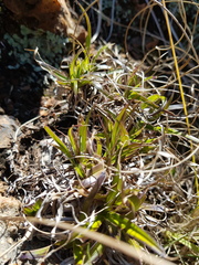 Xerophyta adendorffii