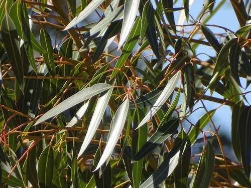 Eucalyptus cladocalyx