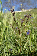 Anchusa stylosa