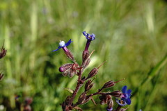 Anchusa stylosa