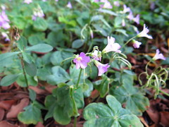 Oxalis debilis