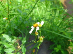 Bidens alba