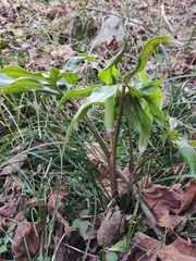 Arisaema heterophyllum