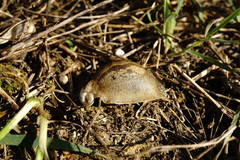 Drusia ibera