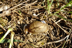 Drusia ibera