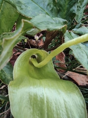 Arisaema heterophyllum