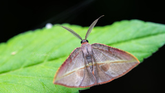 Hypochrosis iris