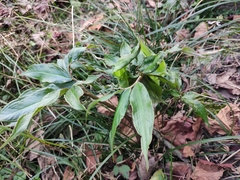 Arisaema heterophyllum