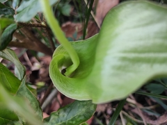 Arisaema heterophyllum