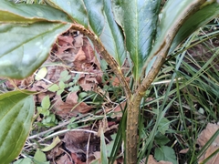 Arisaema heterophyllum