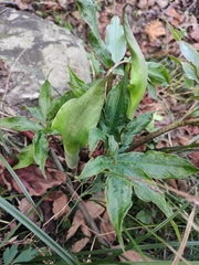 Arisaema heterophyllum