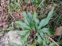 Arisaema heterophyllum