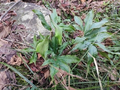 Arisaema heterophyllum