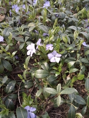 Vinca minor