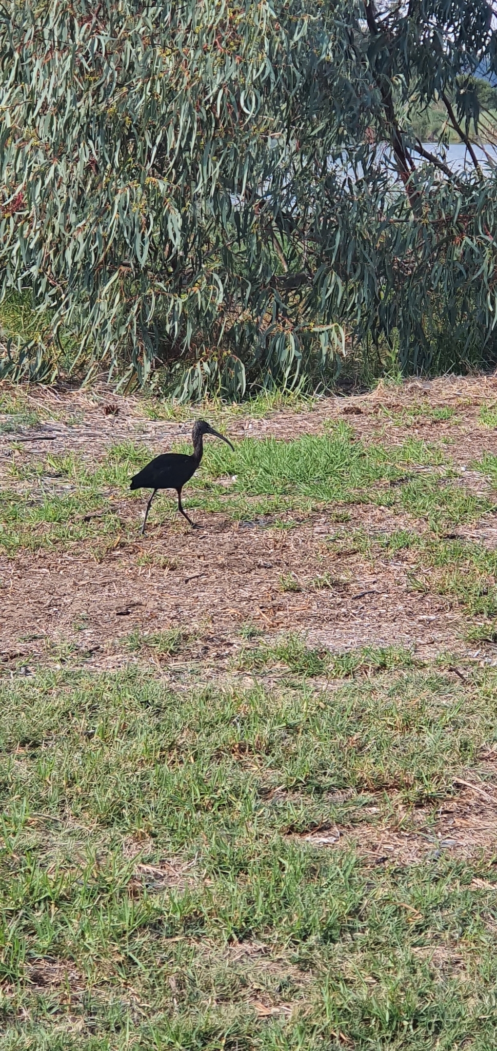 Glossy Ibis