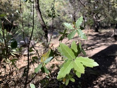 Quercus emoryi