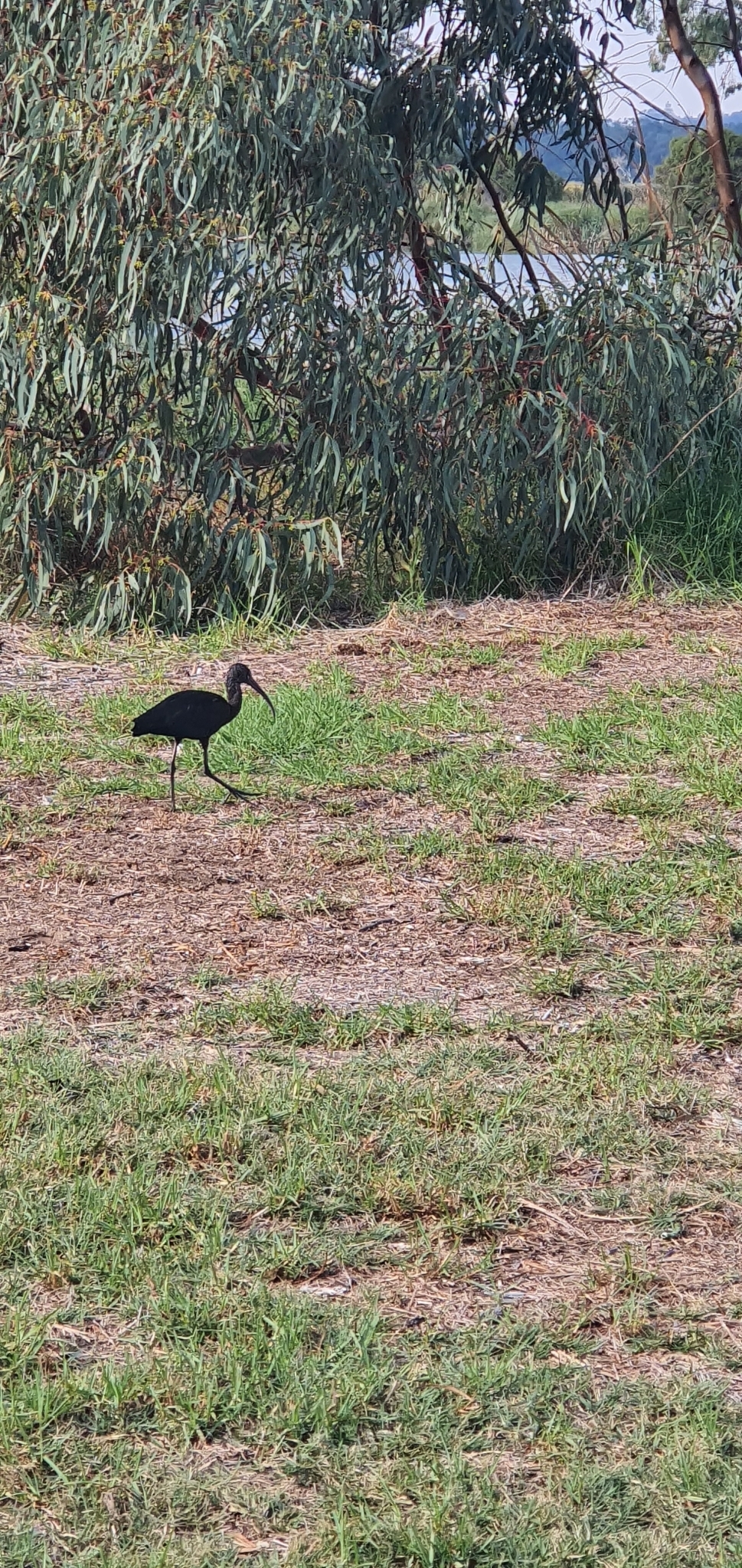 Glossy Ibis