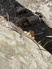 Sceloporus occidentalis