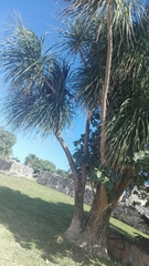 Beaucarnea