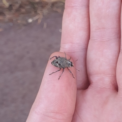 Catasarcus spinipennis